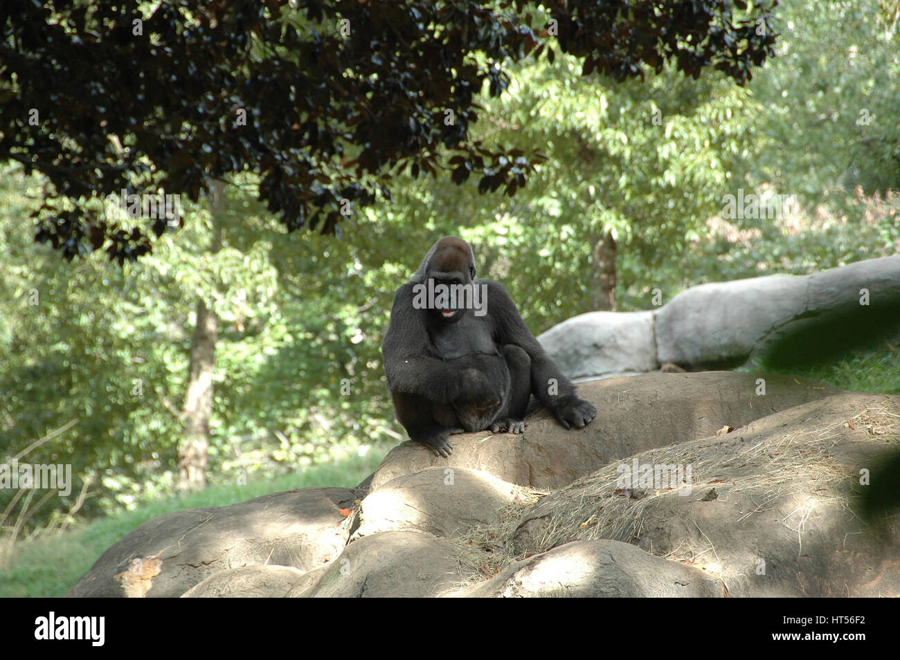 Le premier d'Afrique vivant dans les forêts et les jungles de primates autour du continent, très menacés Banque D'Images