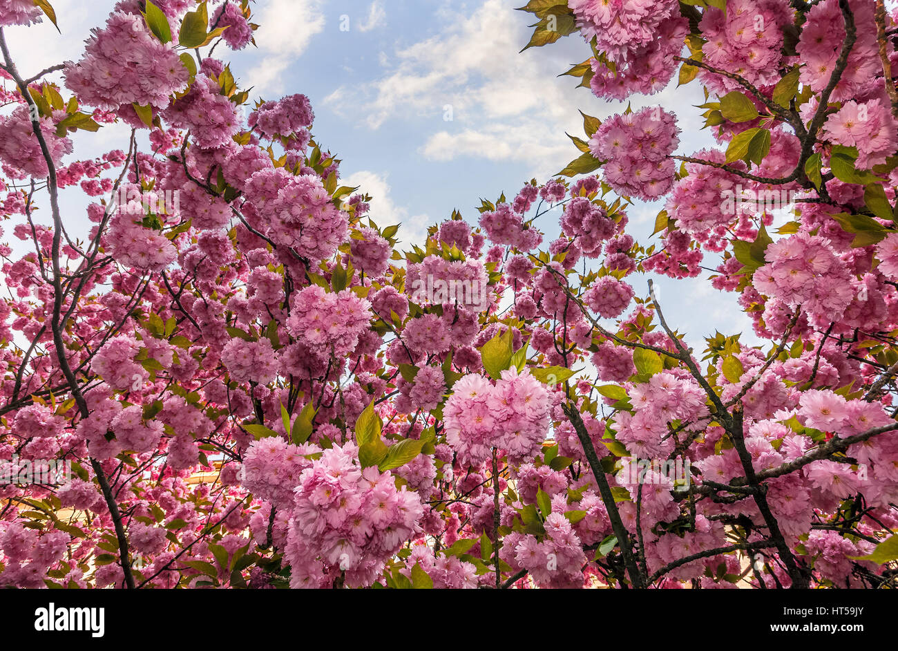 Beau printemps arrière-plan. Sakura en fleurs fleurs de jardin Banque D'Images