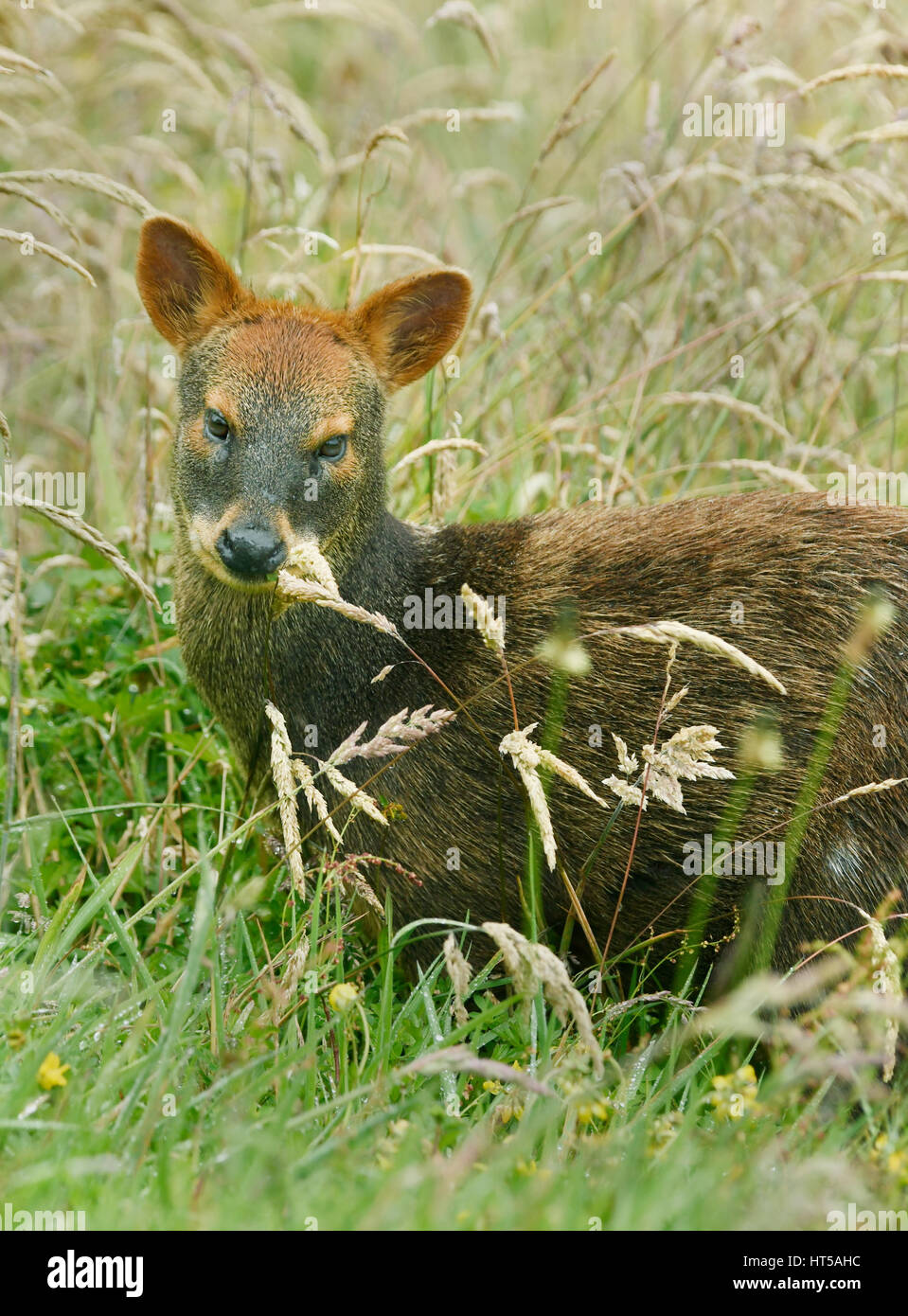 Le sud de Pudu Pudu puda (deer) petit du sud du Chili, Ile de Chiloé, Chili Banque D'Images