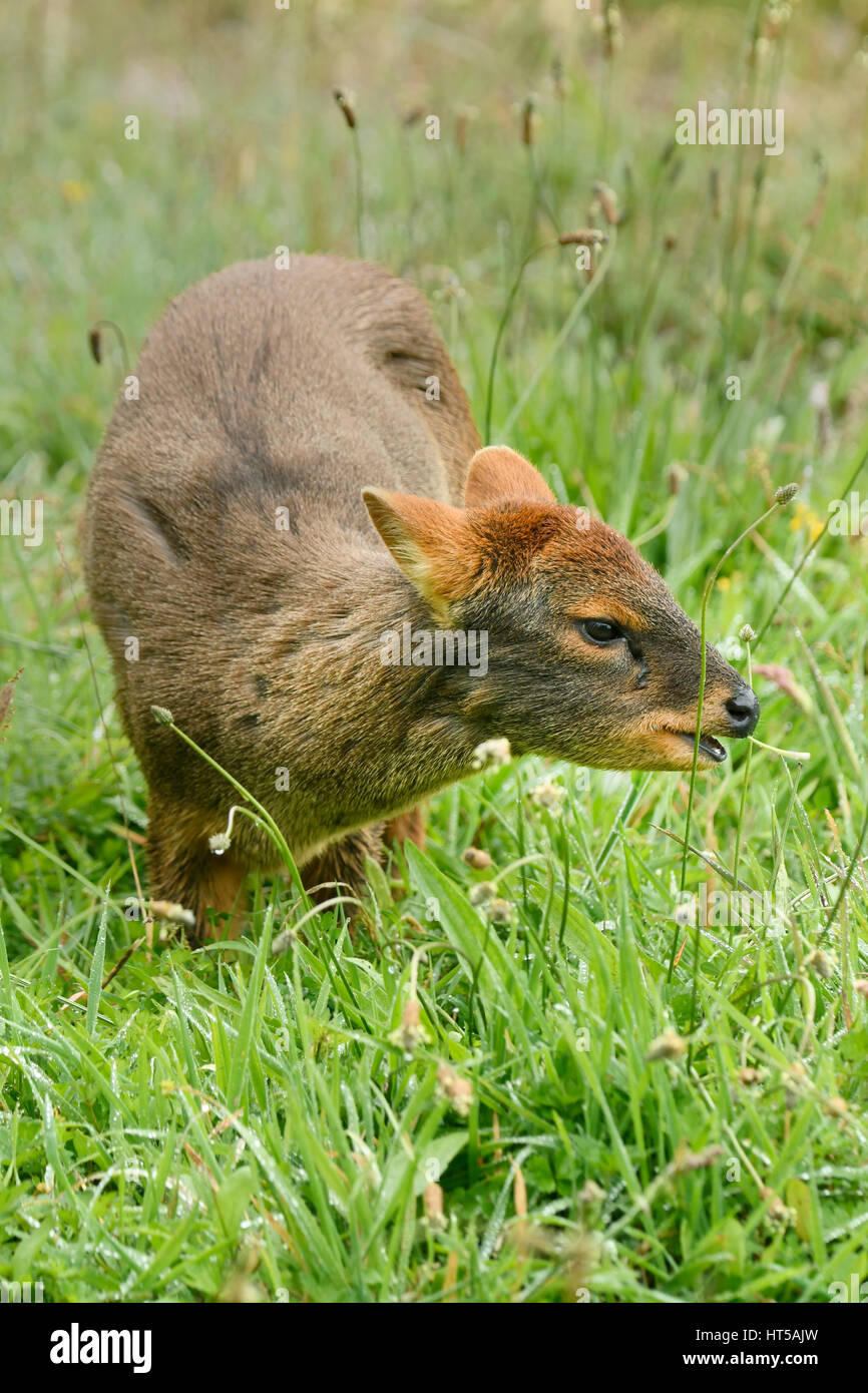Le sud de Pudu Pudu puda (deer) petit du sud du Chili, Ile de Chiloé, Chili Banque D'Images