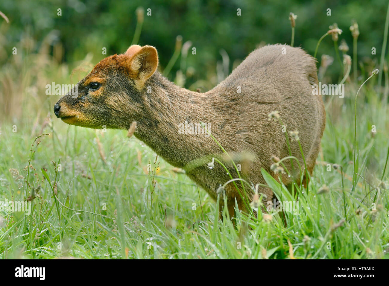 Le sud de Pudu Pudu puda (deer) petit du sud du Chili, Ile de Chiloé, Chili Banque D'Images
