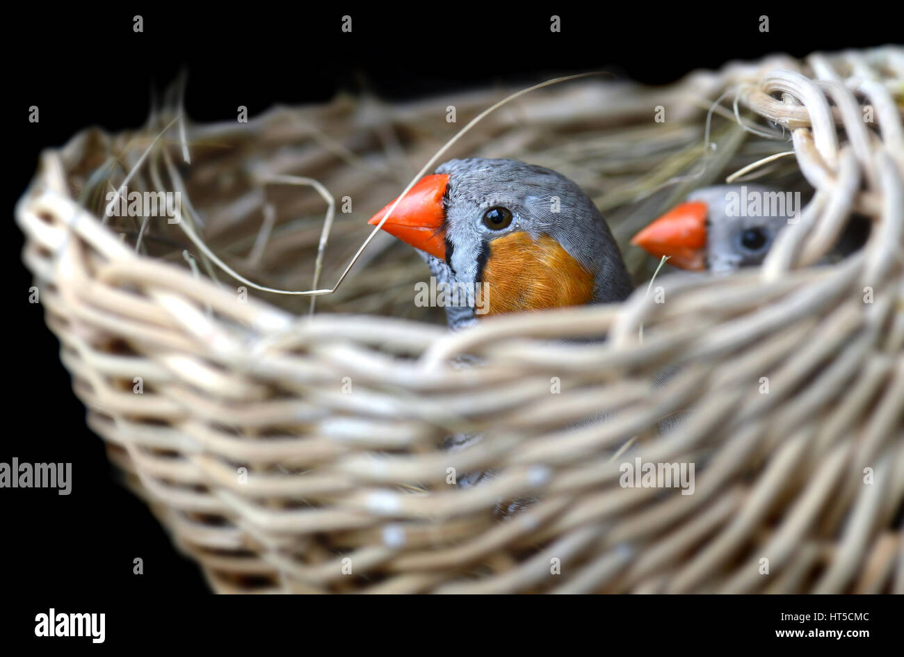 Couple de Zebra finch-oiseau dans le nid pour oiseau photo avec flash l'éclairage. Banque D'Images