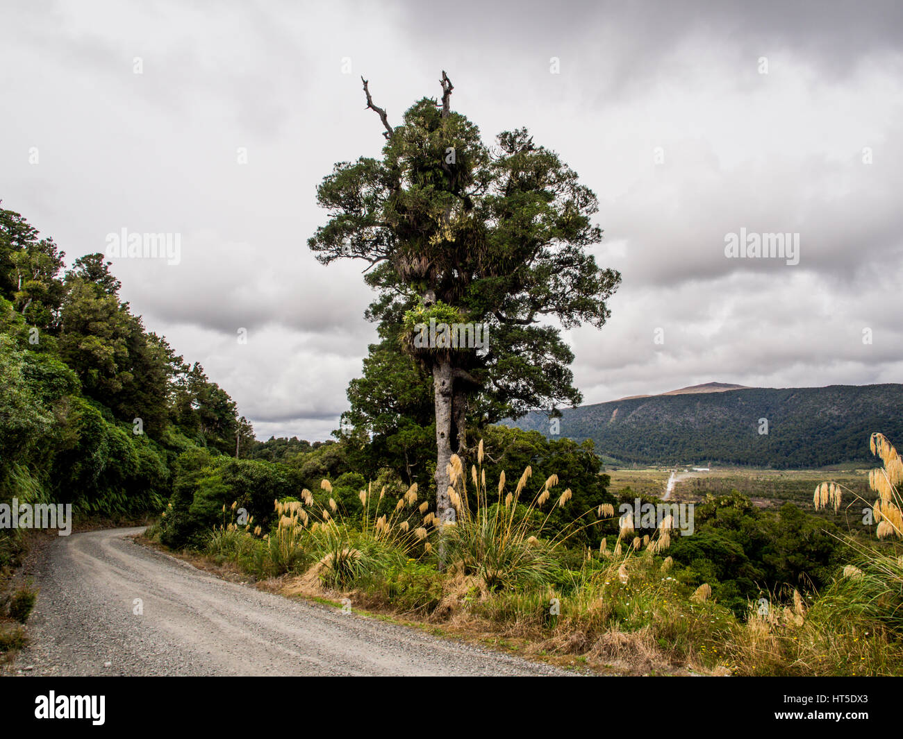 La production d'arbres à côté de Matai Erua Road. Au loin la route continue vers Hauhangatahi dans la montagne du parc national de Tongariro. Banque D'Images