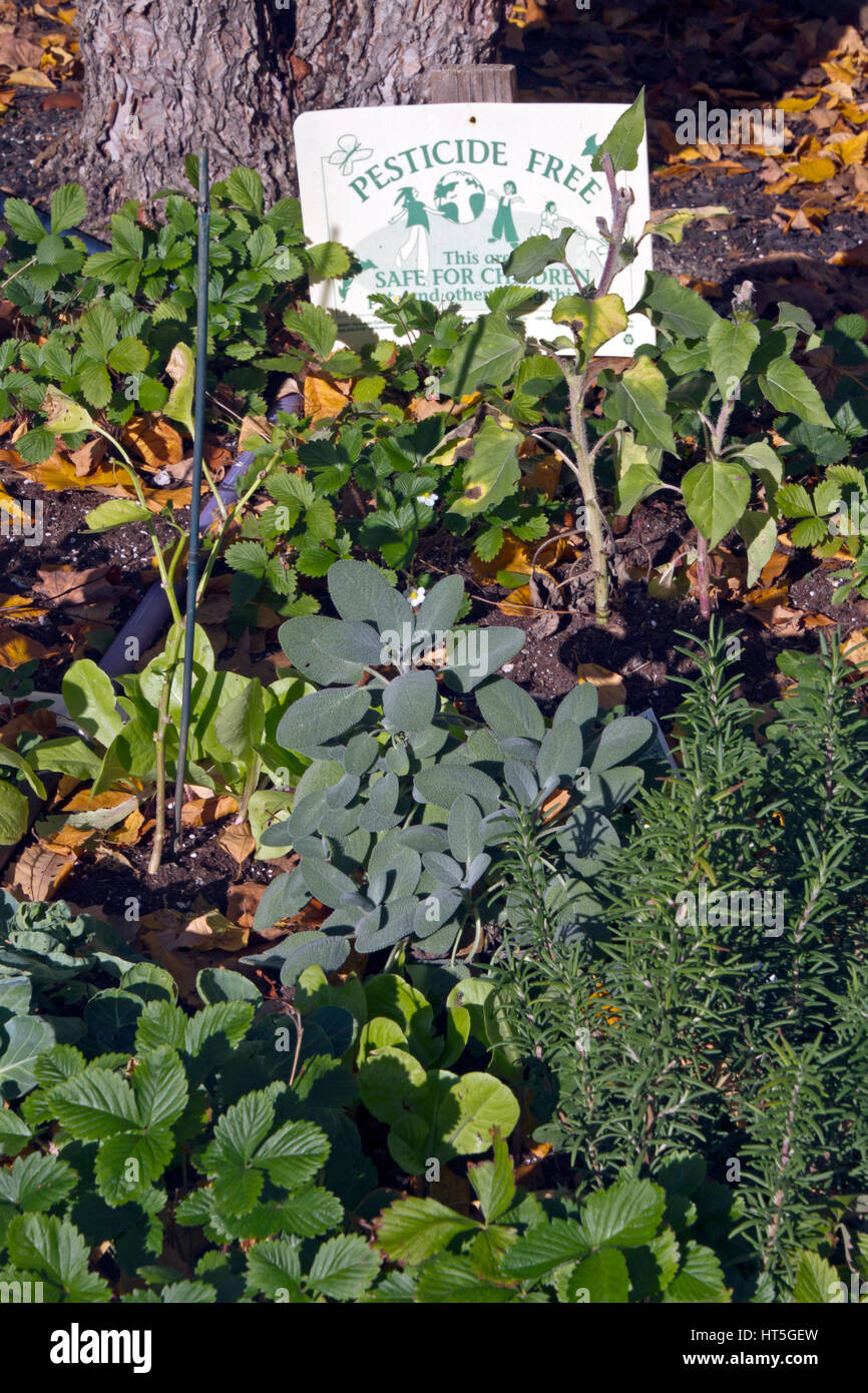 Close up d'un automne comestibles jardin avec une pancarte disant qu'il est libre et de pesticides est un sont sans danger pour les enfants et d'autres Banque D'Images