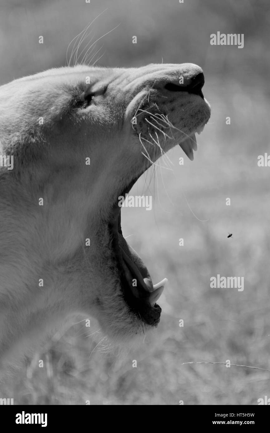 Lionne blanche (Panthera leo krugeri) avaler voler dans le parc du Lion Drakenstein, Klapmuts, Cape Winelands, Afrique du Sud.(photo en noir et blanc) Banque D'Images