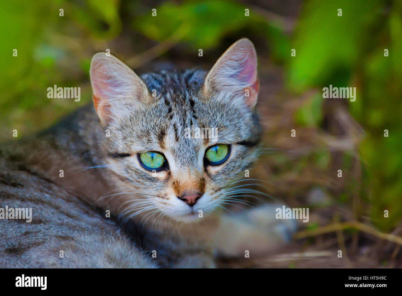 Joli chat errant aux yeux verts Banque D'Images