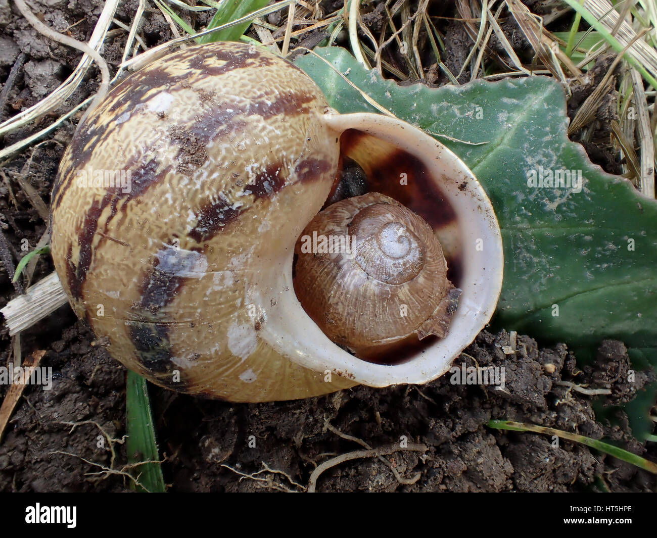 Petit escargot (Cornu aspersum ou Helix aspersa) dans l'ouverture de la coquille d'un escargot plus sur une feuille cyclamen Banque D'Images
