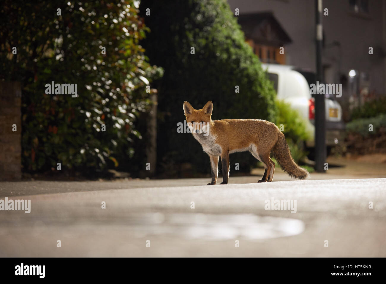 Fox la nuit urbaine Banque D'Images