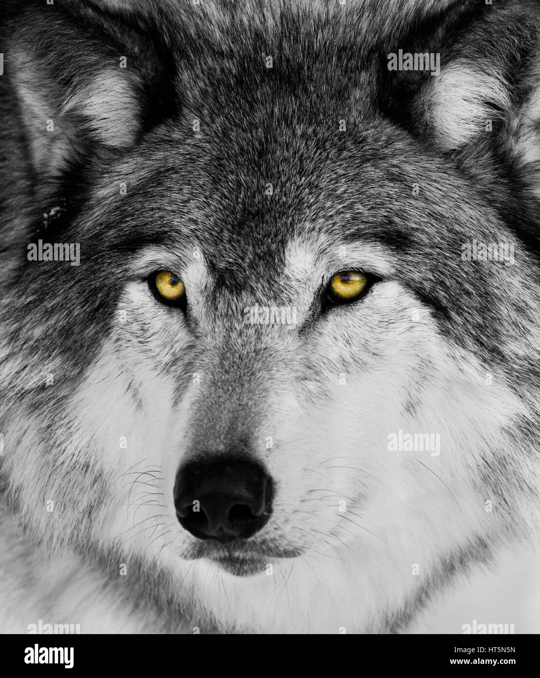 Loup noir et blanc portrait Photo Stock - Alamy