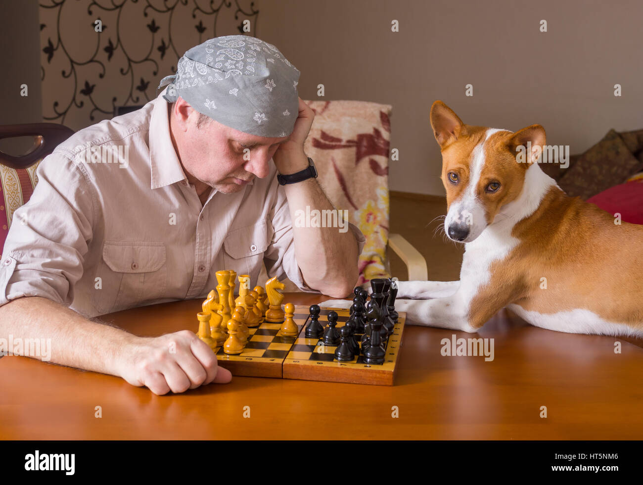 Chien basenji Smart en attendant le prochain coup de maître d'échecs dans un tournoi de la famille Banque D'Images