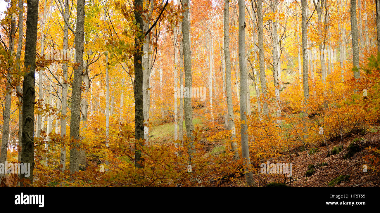 Grande image de fond d'une forêt au cours de l'automne Banque D'Images
