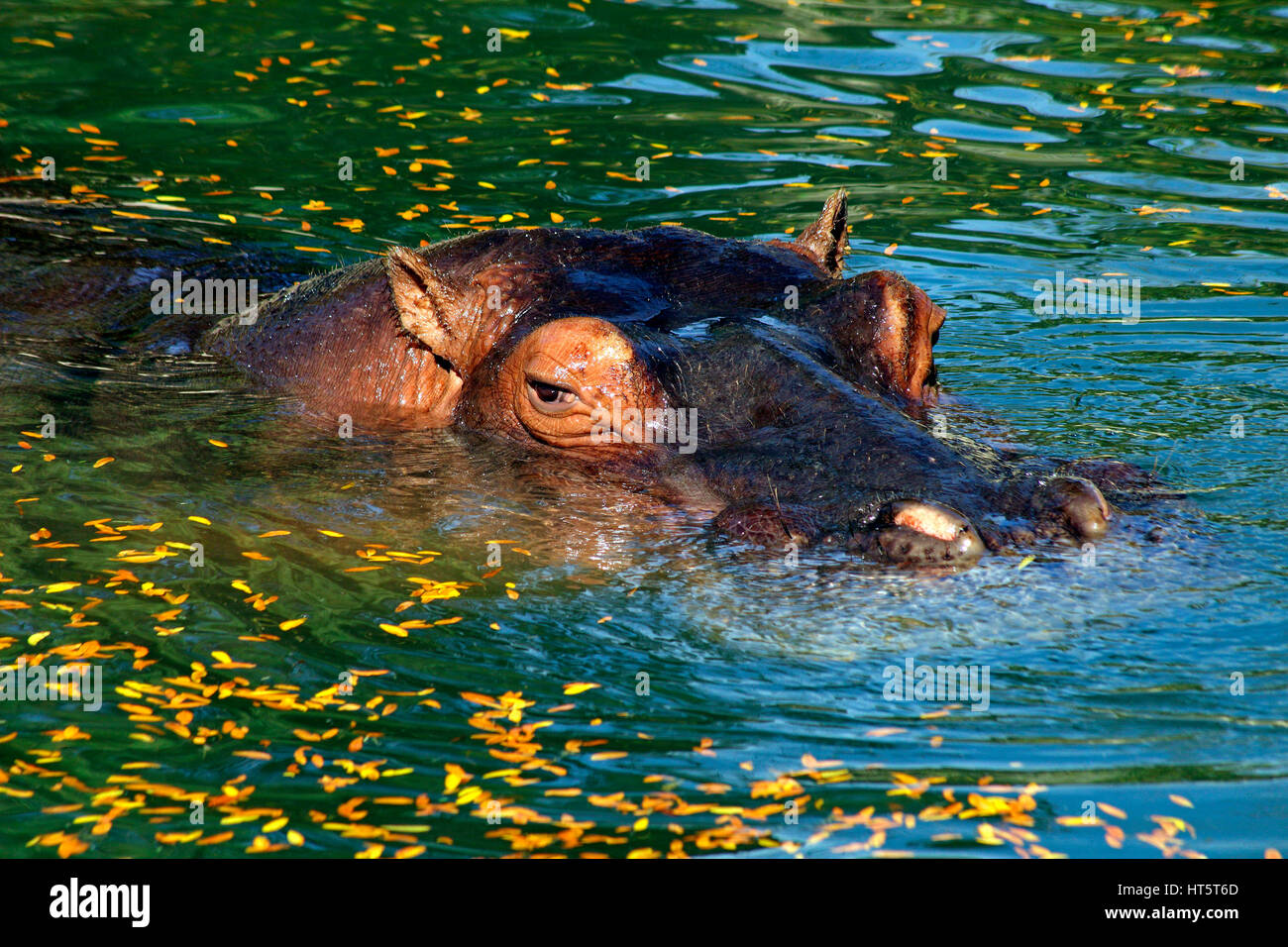 L'immersion dans l'eau, à l'hippopotame Banque D'Images