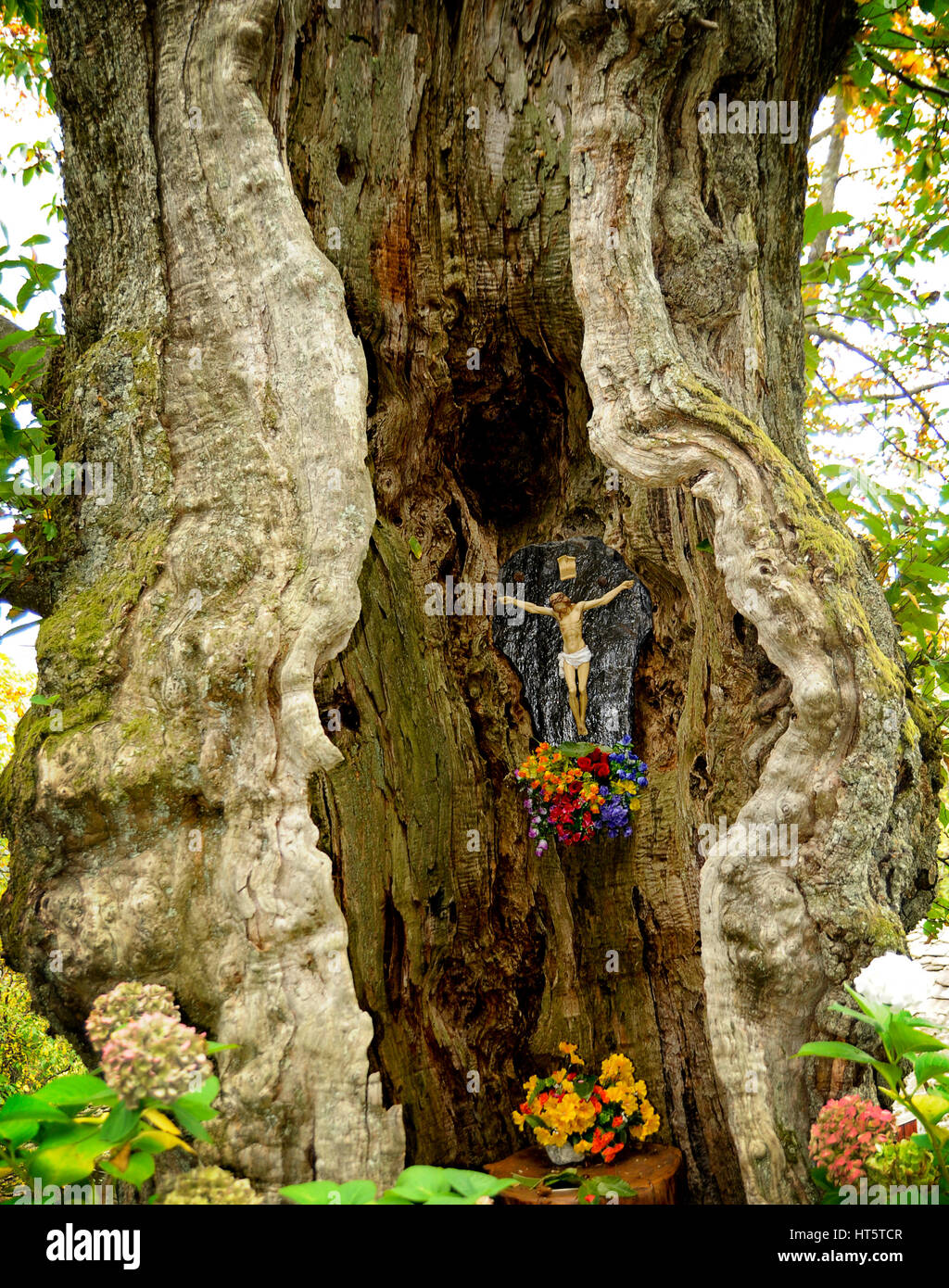 Dans la région de mountain village italien, une petite statue du Christ crucifié a été passée pour la dévotion dans le tronc creux d'un vieux châtaigner Banque D'Images