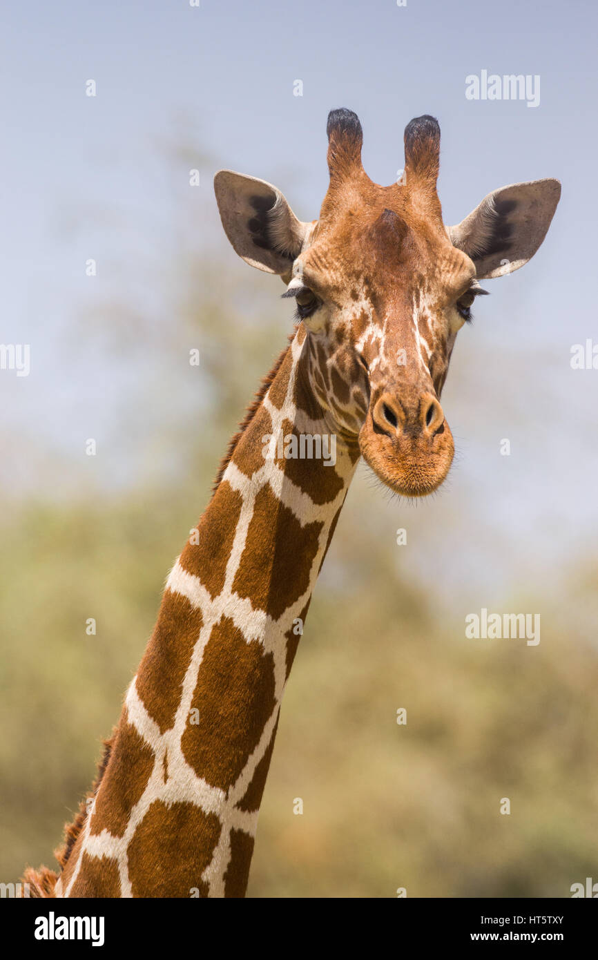 Portrait d'une girafe réticulée (Giraffa camelopardalis reticulata), Samburu, Kenya Banque D'Images