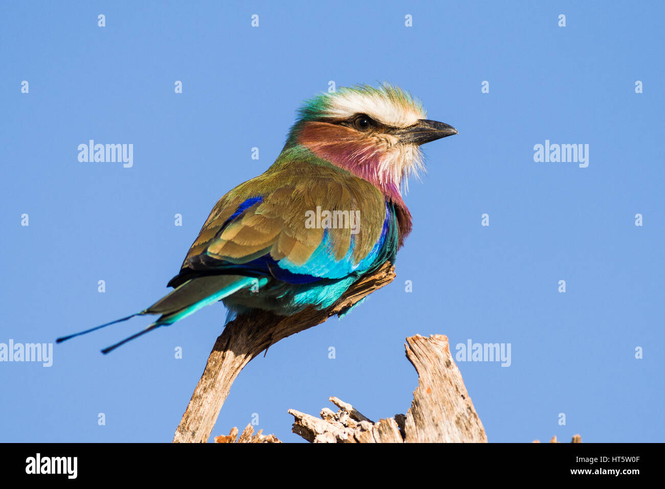 Lilac Breasted Roller (Coracias branche perché sur caudatus), Kenya Banque D'Images