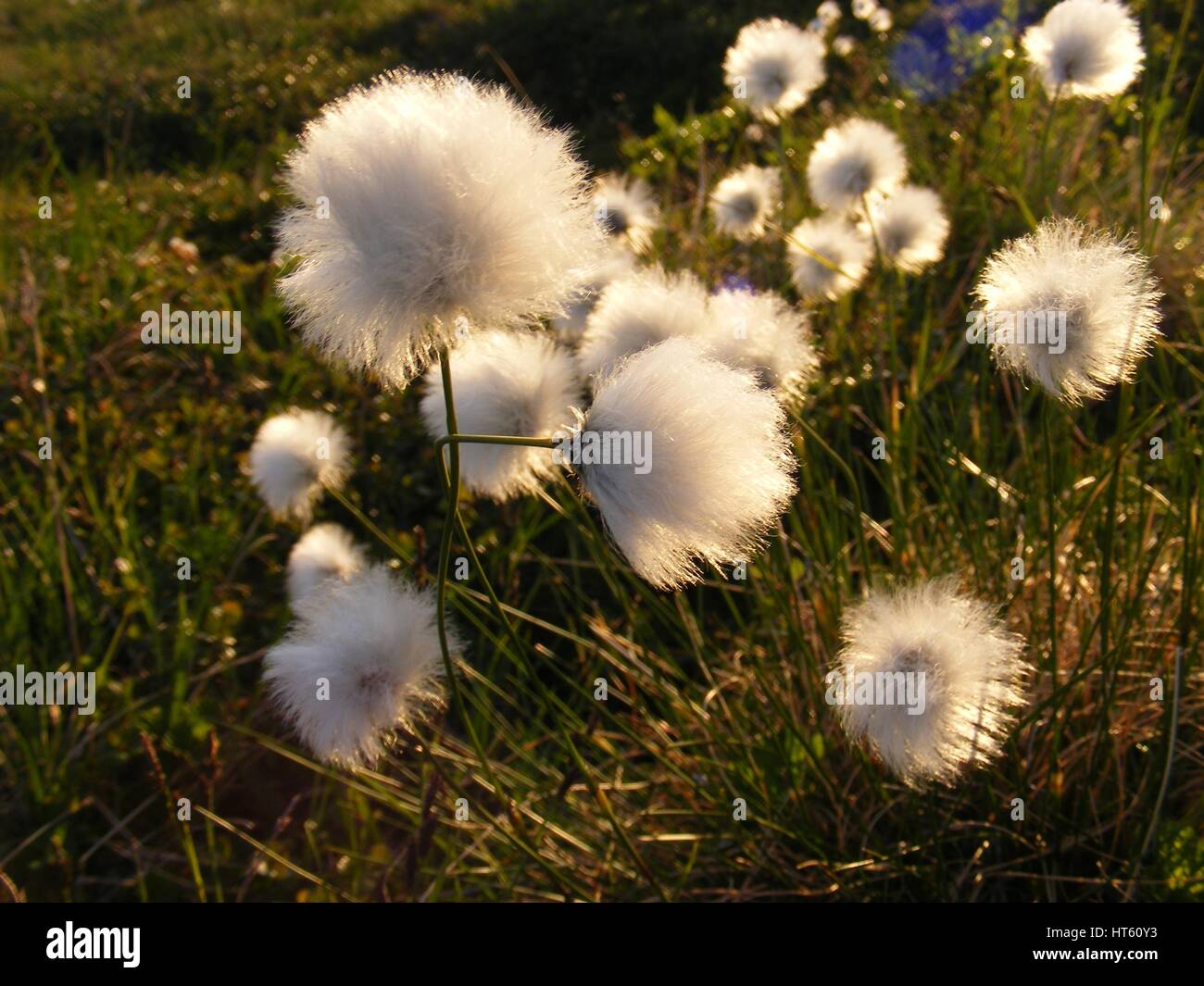 Avec le coton de l'homonyme gonflée de coton comme des fleurs à l'extrémité de la tige dans le pont terrestre de Bering National Preserve, Alaska. Banque D'Images