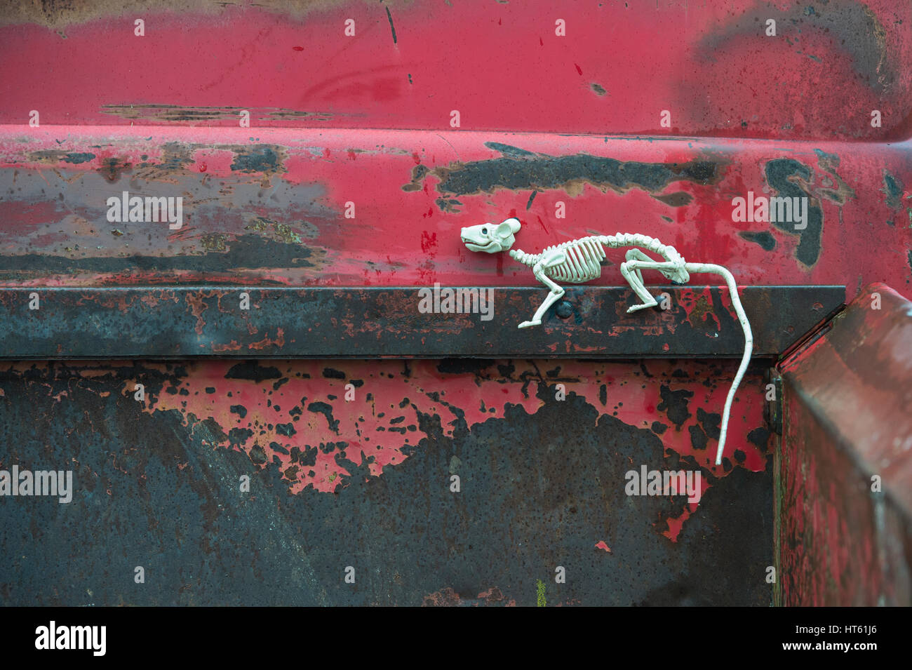 Sur un squelette de rat en plastique vintage american ford pick up truck. UK Banque D'Images