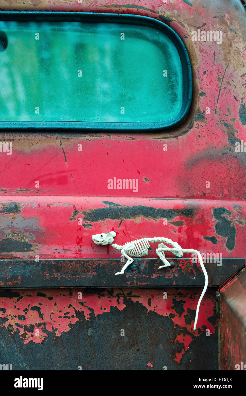 Sur un squelette de rat en plastique vintage american ford pick up truck. UK Banque D'Images