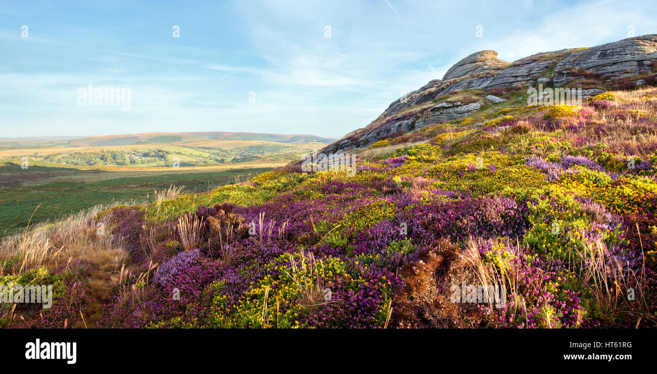 Image panoramique de la bruyère et l'ajonc en fleur sur les pentes du Parc National de Dartmoor Haytor Devon Uk Banque D'Images Image panoramique de la bruyère et l'ajonc en fleur sur les pentes du Parc National de Dartmoor Haytor Devon Uk Banque D'Images