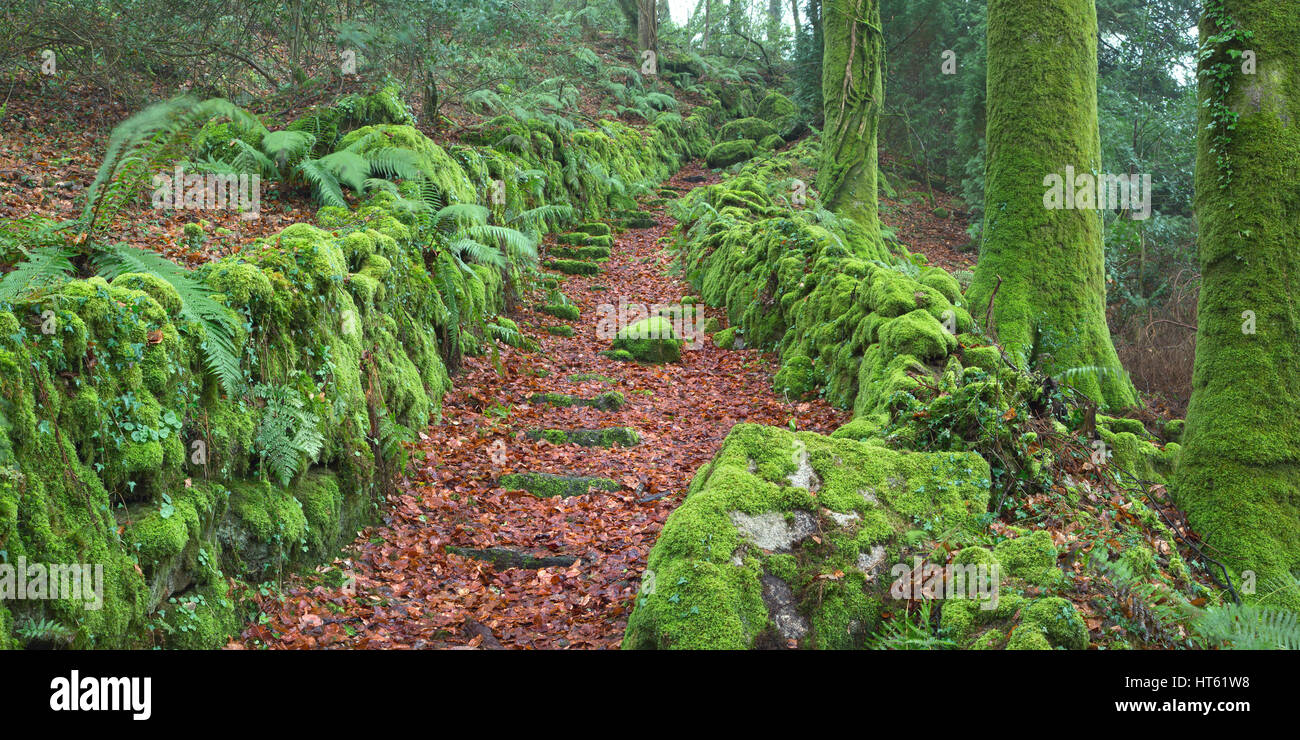 Moss couverts Lane dans le Devon Uk Banque D'Images Moss couverts Lane dans le Devon Uk Banque D'Images