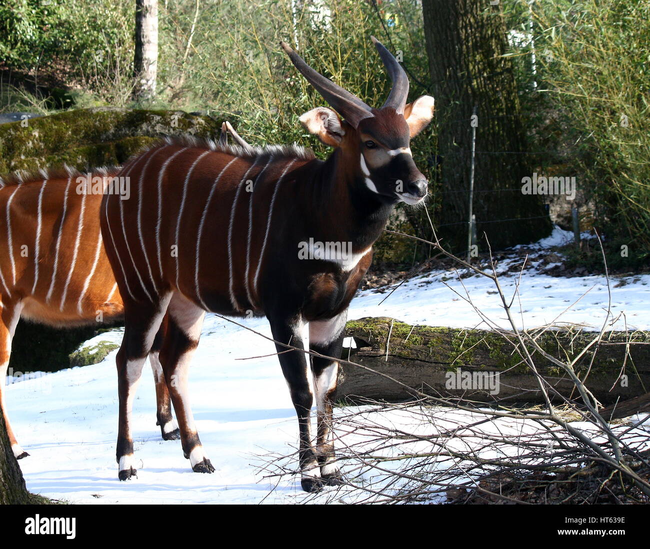 L'Afrique de l'antilope mâle Bongo (Tragelaphus eurycerus) Banque D'Images