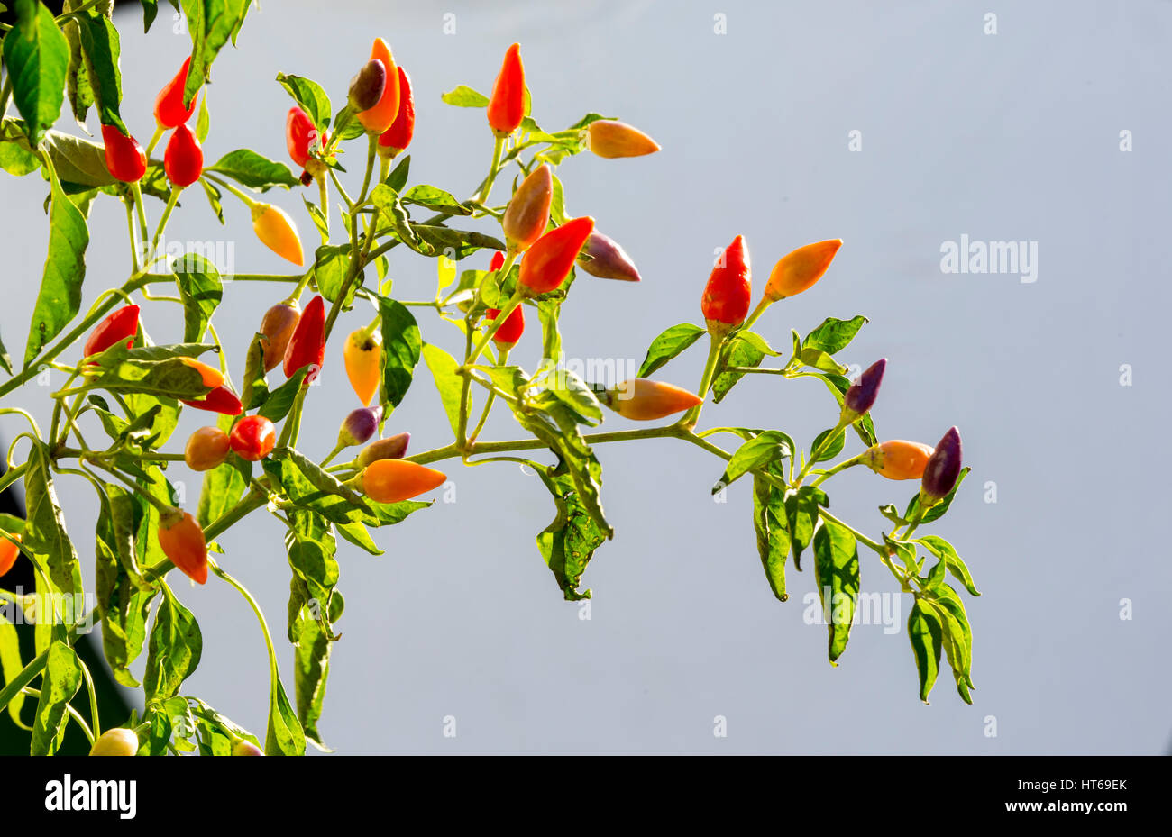 'Piment Numex Twilight' une plante comestible et attrayant à l'extérieur. Banque D'Images