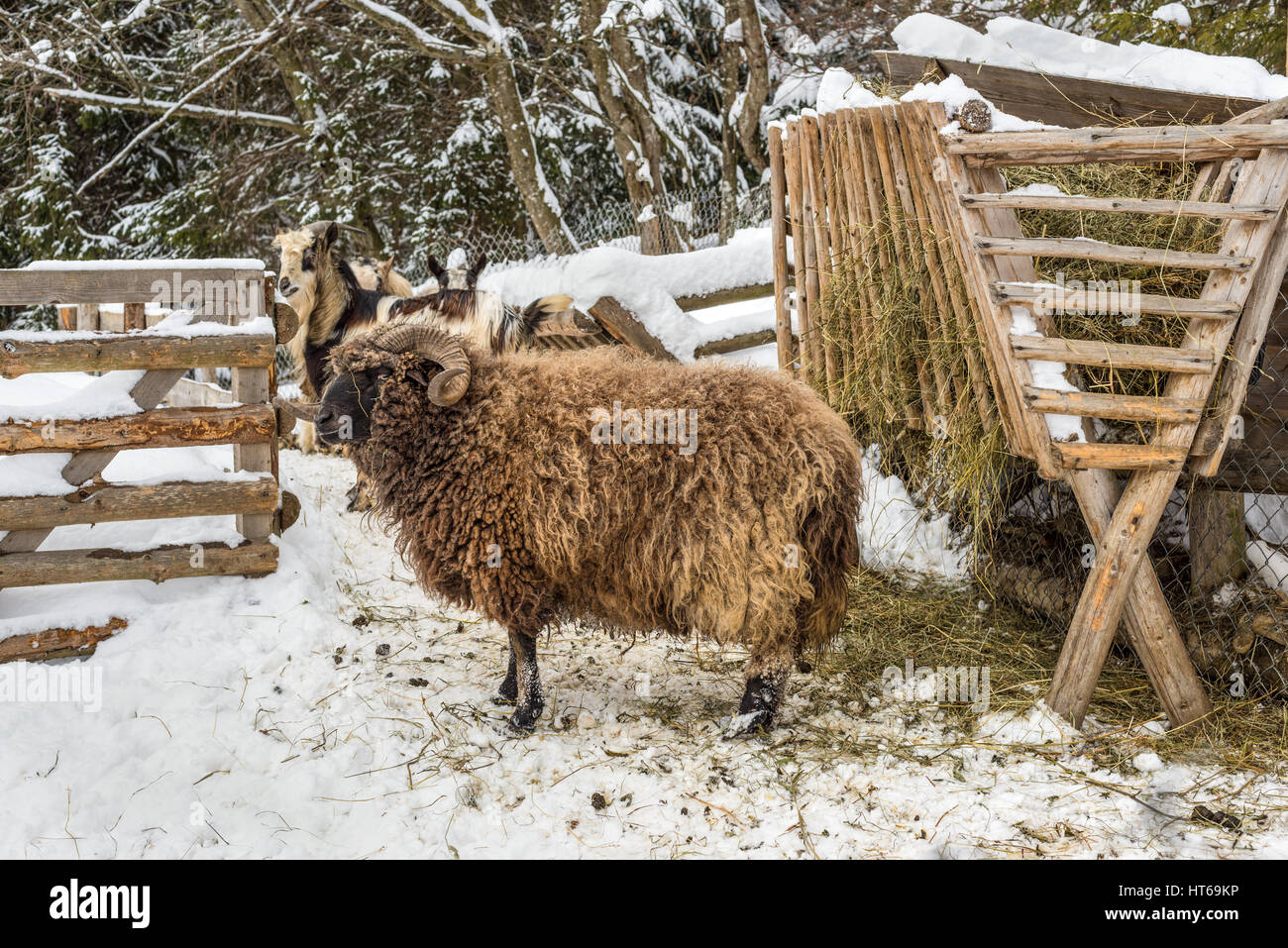Mountain sheep ram près du foin mangeoires avec dans la neige en hiver journée nuageuse (vue latérale) Banque D'Images