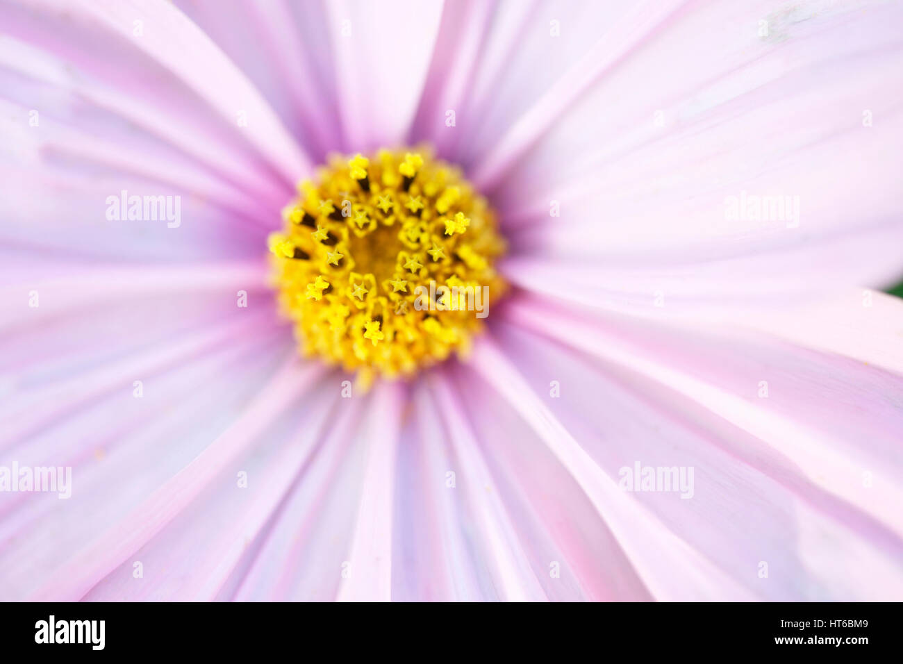 Sonate cosmos centre étoilé Jane Ann Butler Photography JABP1860 Banque D'Images