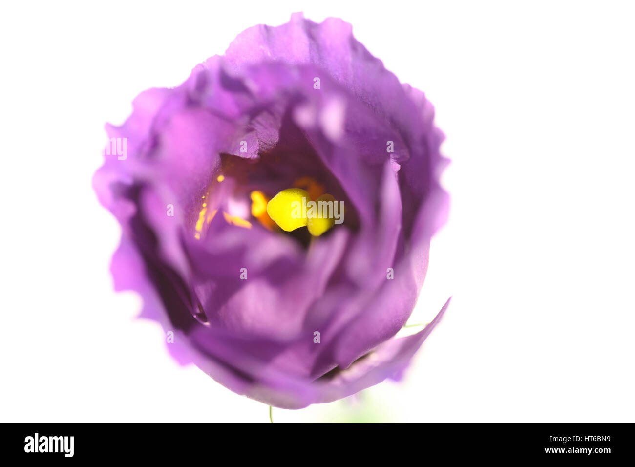 Fleur de lisianthus puissant - concept protéger Jane Ann Butler JABP1873 (Photographie Banque D'Images