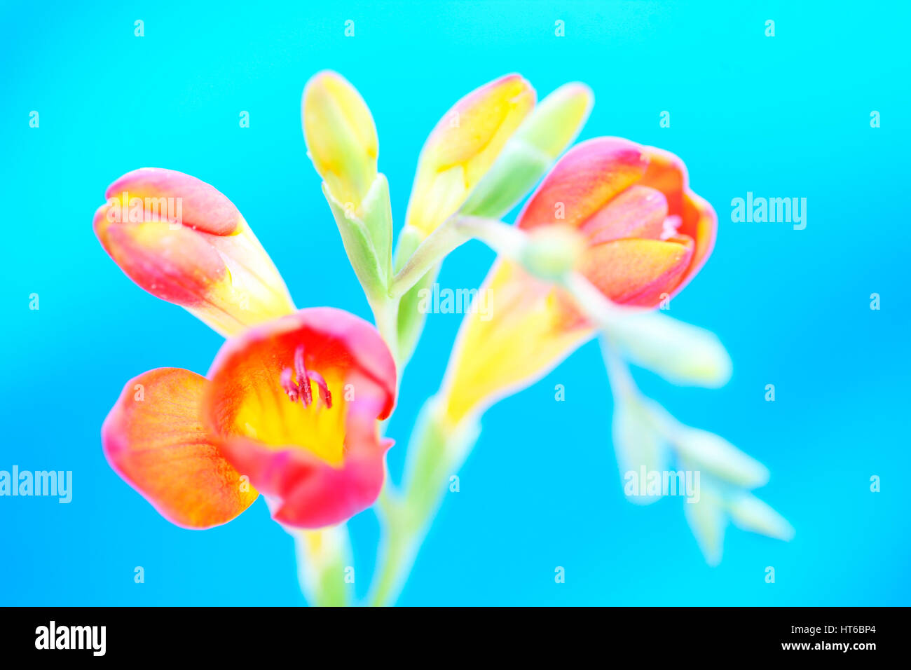 Substitution et coloré de freesia rouge tige sur fond bleu - La vie toujours aussi douce que son parfum Jane Ann Butler Photography JABP1869 Banque D'Images