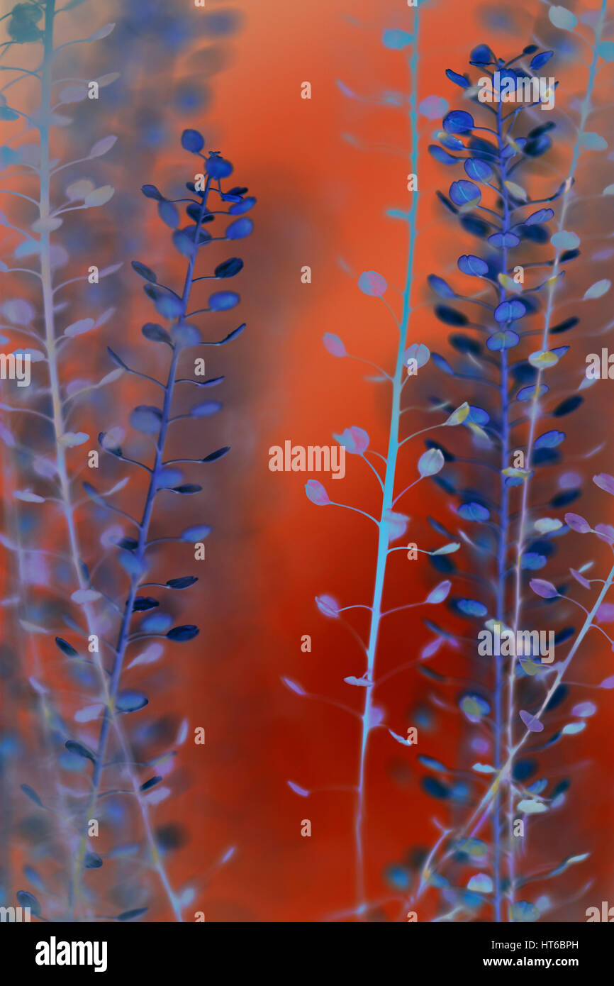 Thlapsi fine art photography Photographie Jane Ann Butler JABP1865 Banque D'Images