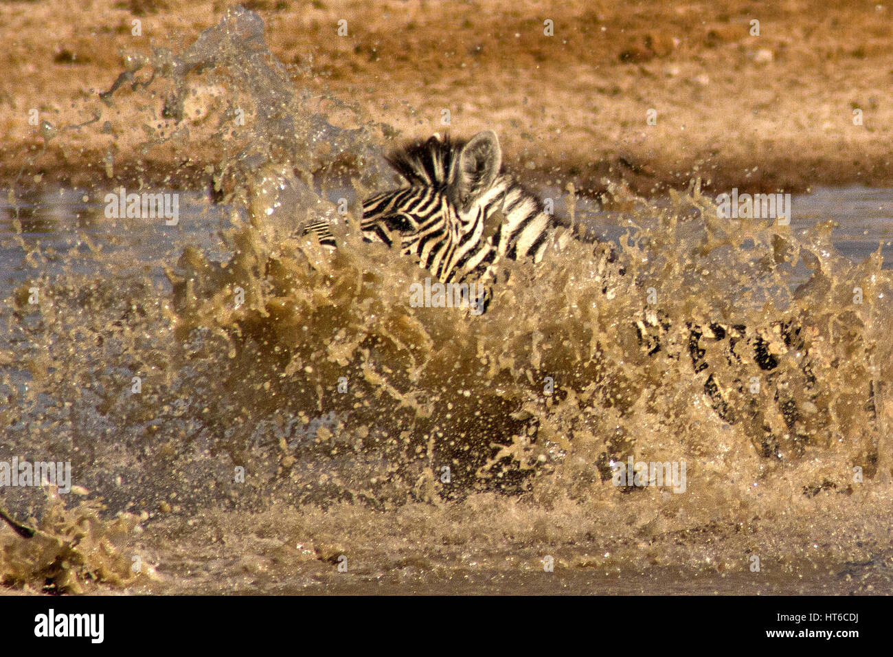 Zebra s'éclabousser dans l'eau profonde Banque D'Images