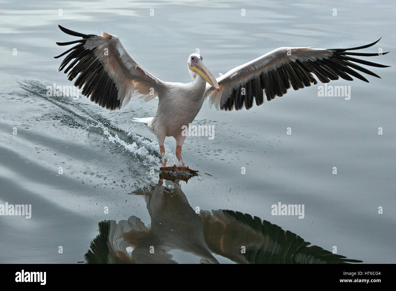 Great White Pelican landing sur l'eau et des freins à air Banque D'Images