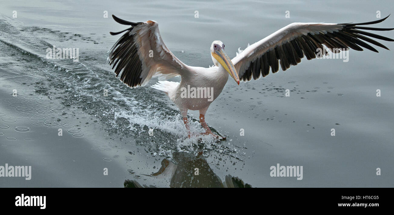Great White Pelican landing sur l'eau et des freins à air Banque D'Images