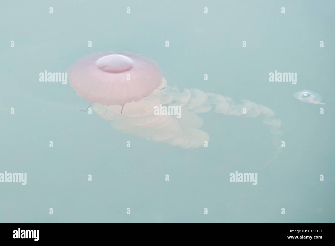 Une méduse rose pastel dans un ciel voilé lettres vert de mer. Banque D'Images
