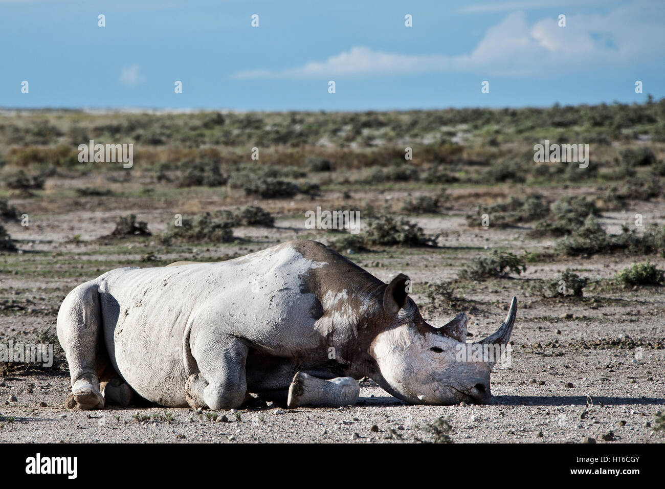 Un rhinocéros noir couvert de boue blanche dans le parc d'Etosha Banque D'Images