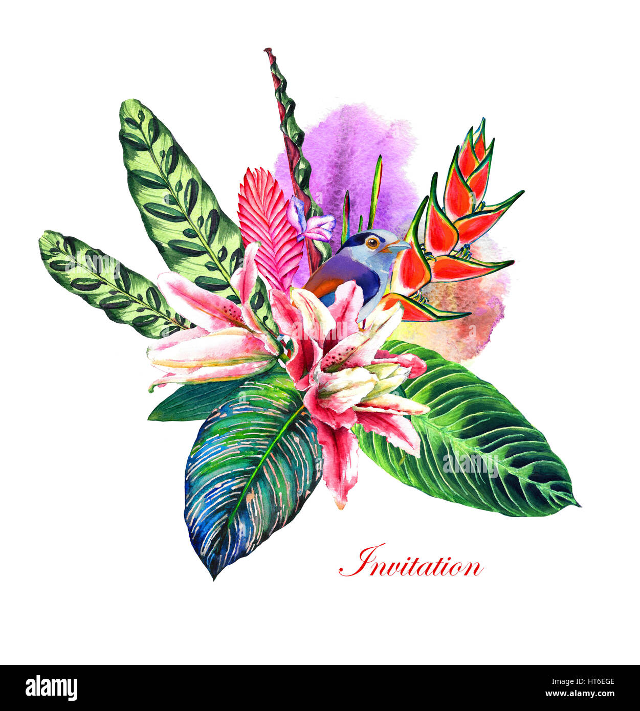 Modèle pour une salutation/carte d'invitation. Fleurs exotiques, feuilles tropicales et un oiseau avec lettrage 'Invitation'. L'aquarelle, fait main isolé sur colo Banque D'Images