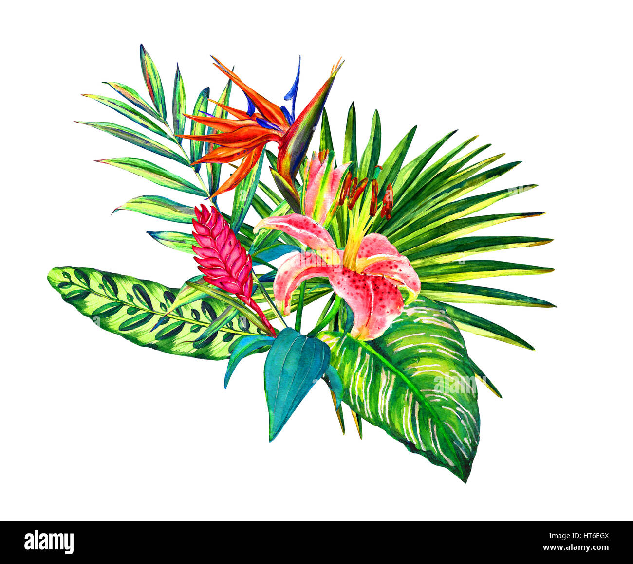 Abstrait, Aloha, art, fond, belle, jardin botanique, bouquet, séquoia, Bud, Calathea, card, colorée, corsage, design, exotique, floral, fleur, fol Banque D'Images