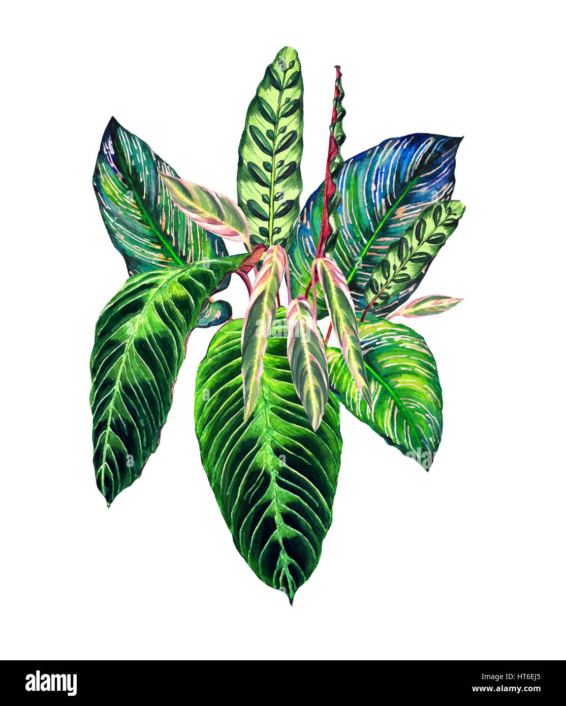 Bouquet Tropical. La forêt de feuilles exotiques calathea. L'aquarelle à la main, isolé sur fond blanc. Composition florale pour votre conception. Templa Banque D'Images