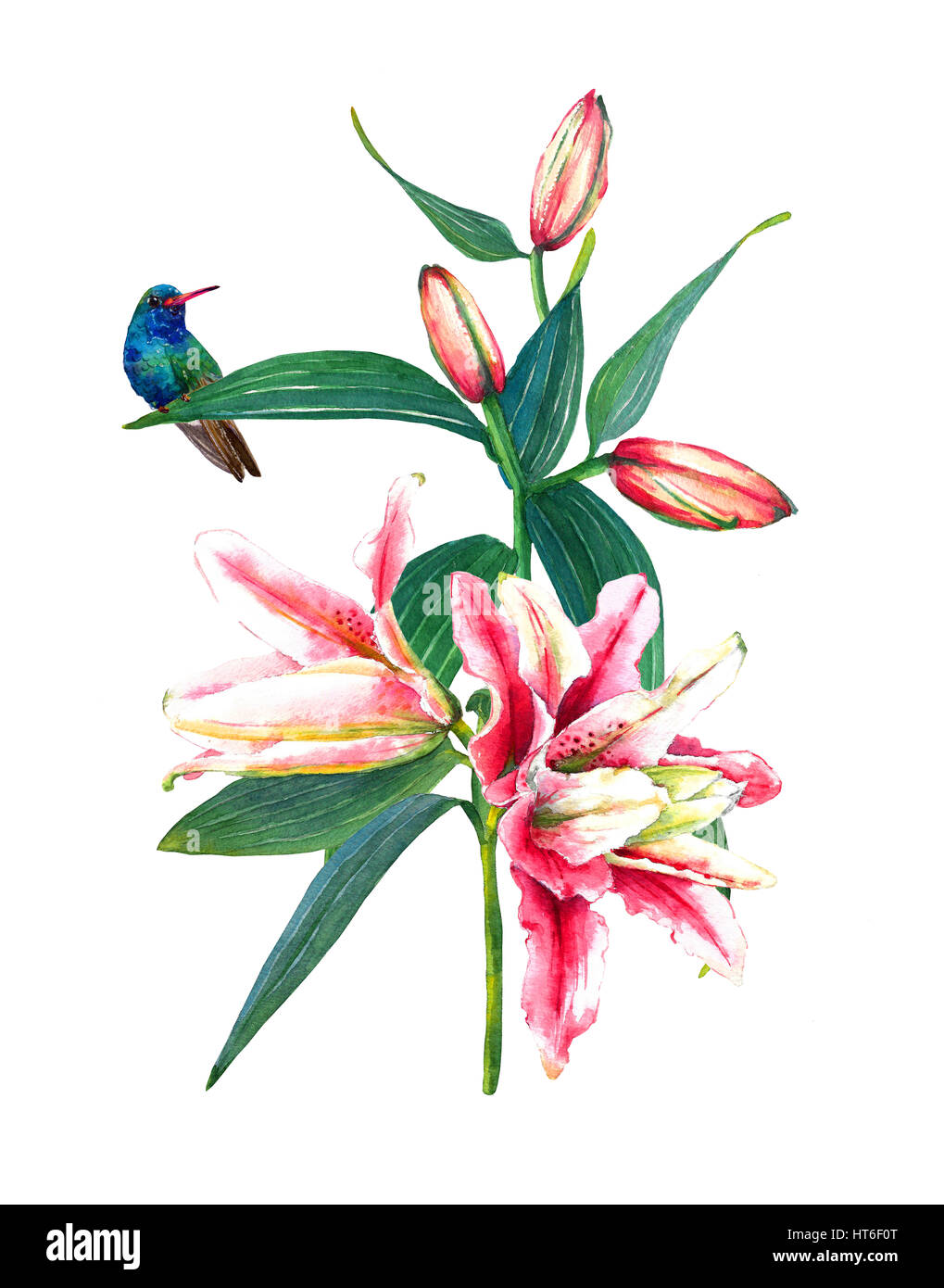 Bouquet de rose d'Asie tropicale des lys et un colibri. Isolé sur fond blanc. La mode ou la papeterie, carte de voeux et d'invitation de style Hawaïen Banque D'Images