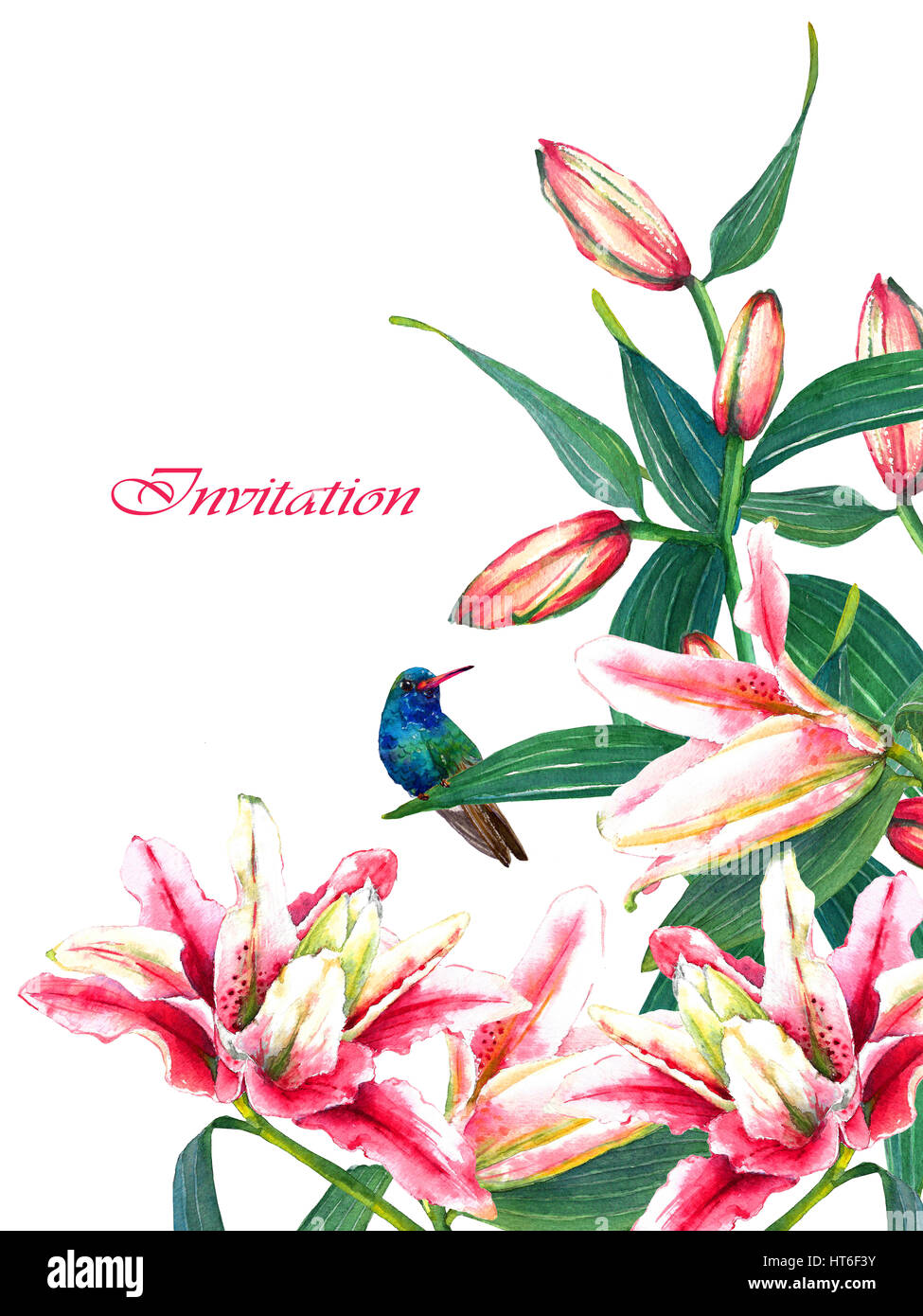 Bouquet de rose d'Asie tropicale des lys et un colibri. Isolé sur fond blanc. La mode ou la papeterie, carte de voeux et d'invitation de style Hawaïen Banque D'Images