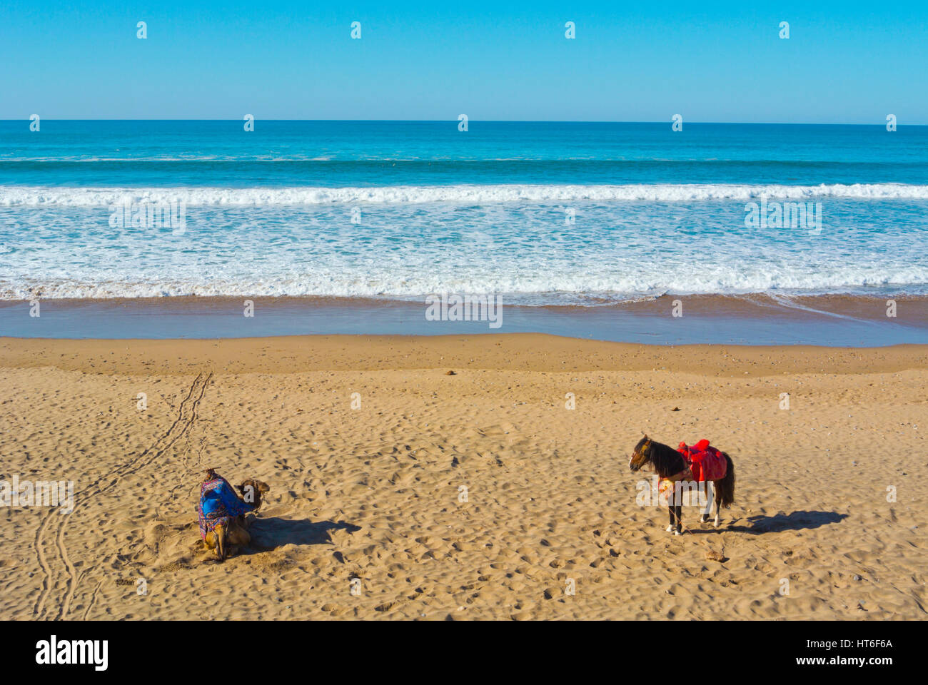 Camel et poney, plage, Aglou Plage, Maroc Banque D'Images