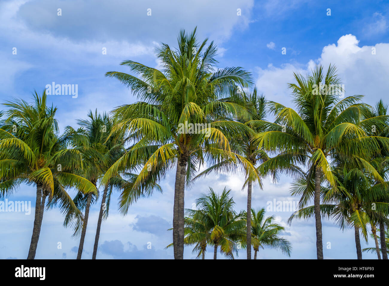 Ligne de palmiers majestueux la promenade de Miami Beach, en Floride le long d'Ocean Drive dans la région de South Beach près de te quartier Art déco. Banque D'Images