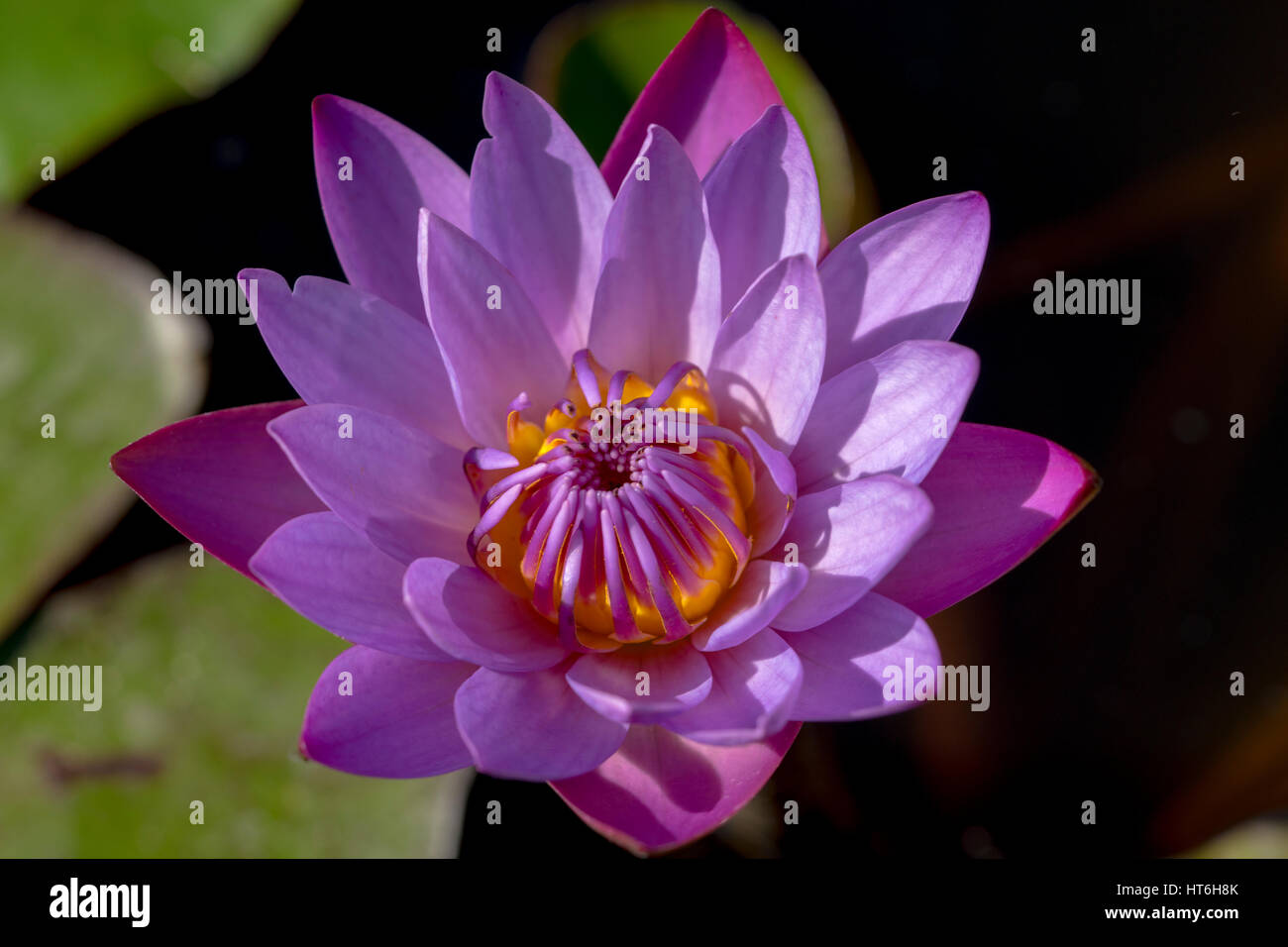 Fleur de Lotus Banque D'Images