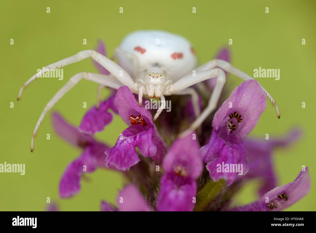 Misumena vatia araignée (femelle) Banque D'Images