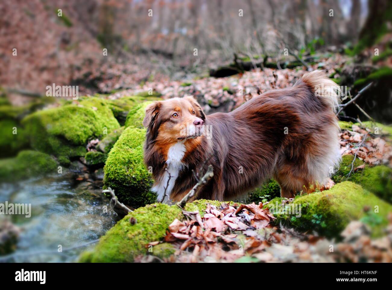 chien en forêt Banque D'Images