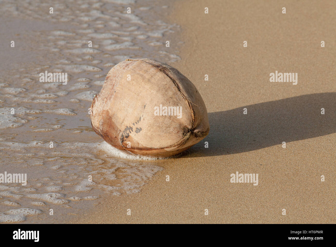 (Coco Cocus nucifera). Woody dur shell fibreux contenant une seule graine drupes ou fruits. Exemple de la dispersion par l'eau de mer et l'action des vagues. Washe Banque D'Images