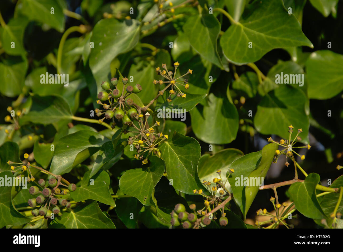 Arrière-plan de feuilles de lierre et partiellement mangé les fruits, selective focus, plein cadre - Hedera helix Banque D'Images