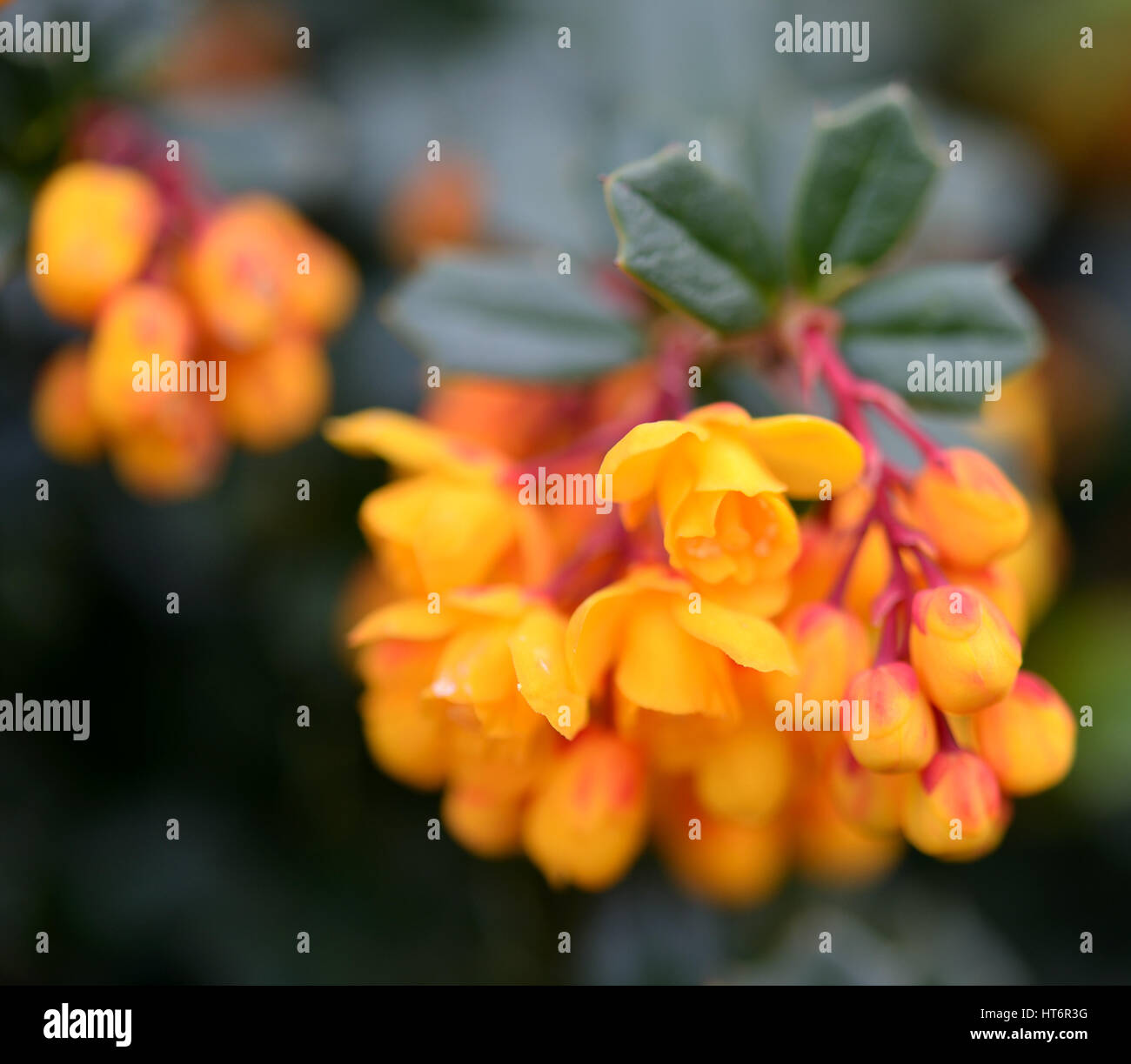 Des grappes de fleurs jaune orange berberis sur vert foncé feuilles piquantes Banque D'Images