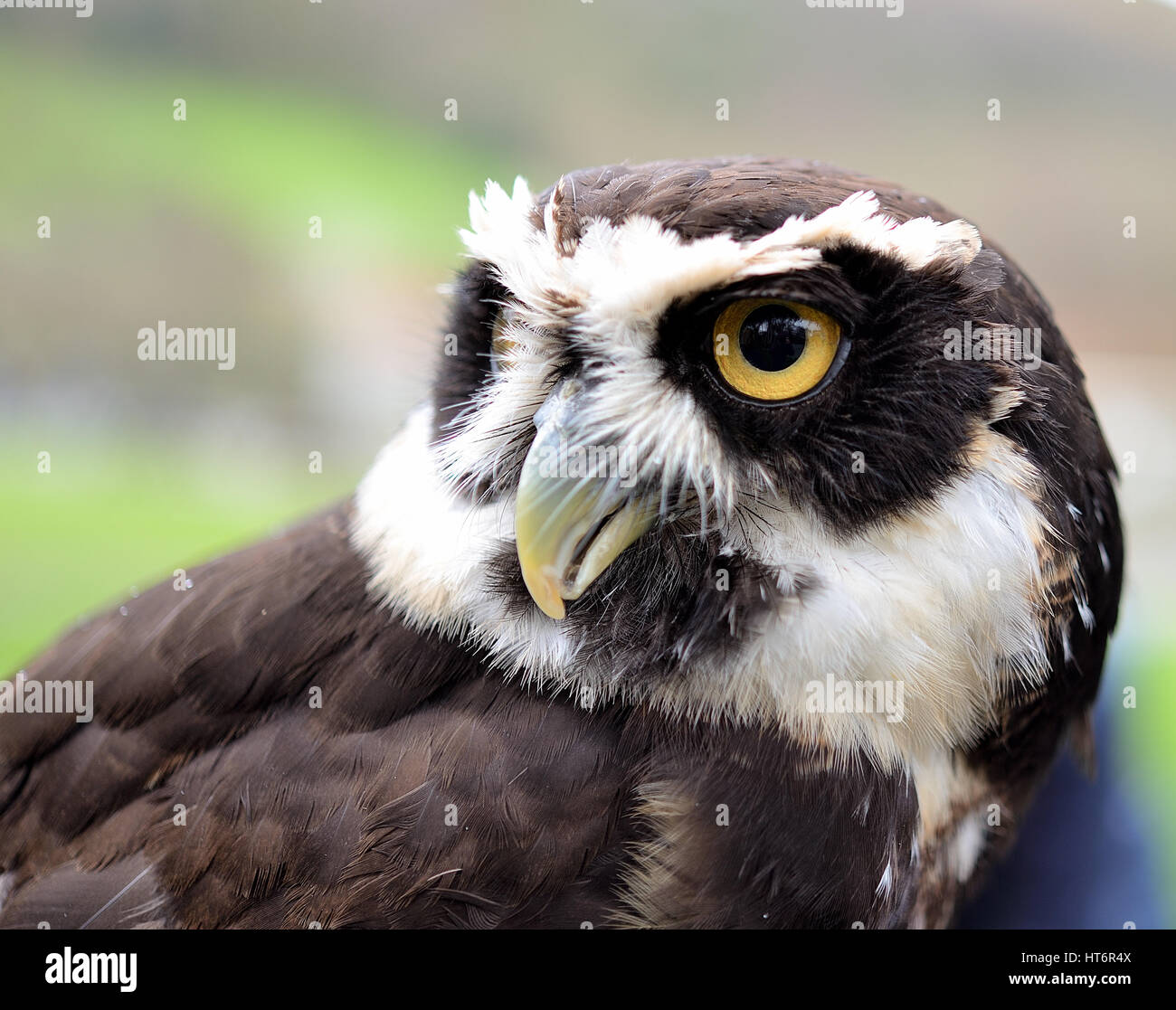 Spectacle portrait owl Banque D'Images